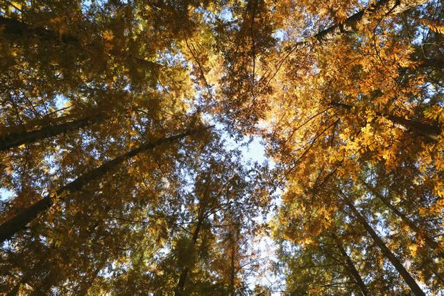 国家植物园进入彩叶最佳观赏期 樱桃沟“金色水杉林”宛如仙境