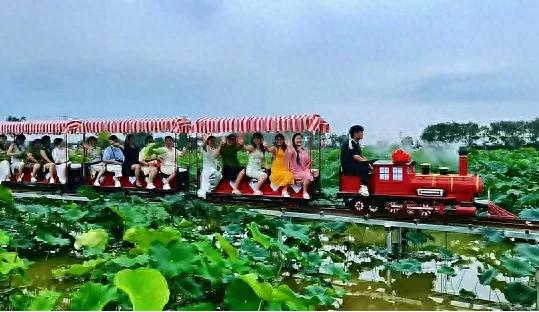 安徽肥西万亩荷园：初秋奏响田园旅游新乐章