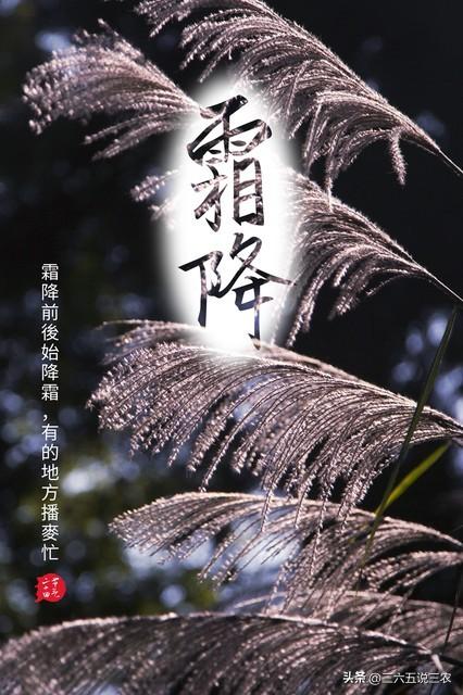 11时51分霜降，老话“霜降在头，冻死牛”，今年冬天冷到哭吗？