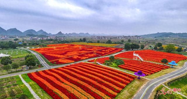 初冬花海绘就田园盛景