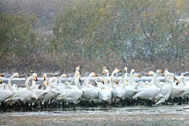 初雪至，冬韵浓！
