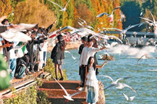 人鸥共乐杉水间