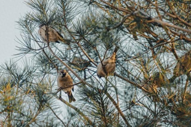 “冬至在头，冻死老牛；冬至在尾，单衣过冬”	，今年冬至在哪儿？