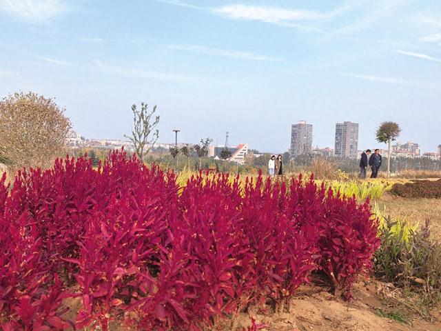 烟台又一处工程成热门打卡地