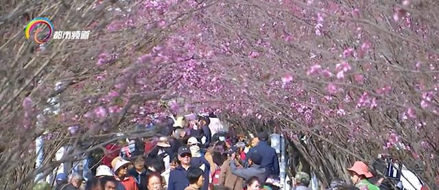 春城顶流如约至 圆通樱潮迎客来