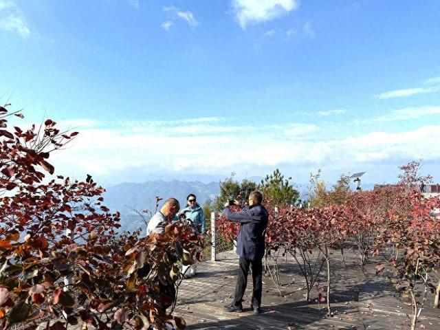 巴东：巫峡口畔红叶舞 大面山巅秋意浓