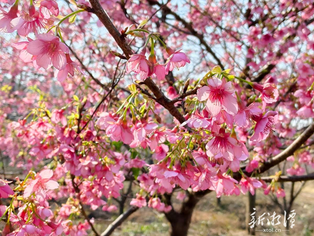 湘潭七星村早樱盛开引长株潭游客打卡