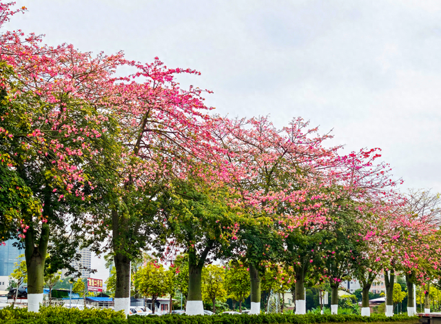 美丽异木棉绚烂绽放！快来罗定这条路邂逅冬日“粉色浪漫”