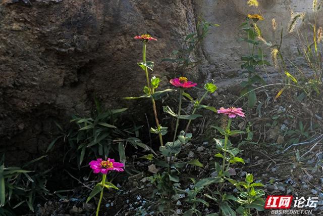 百米江滩何以聚人气？探秘株洲网红地标“大石围”