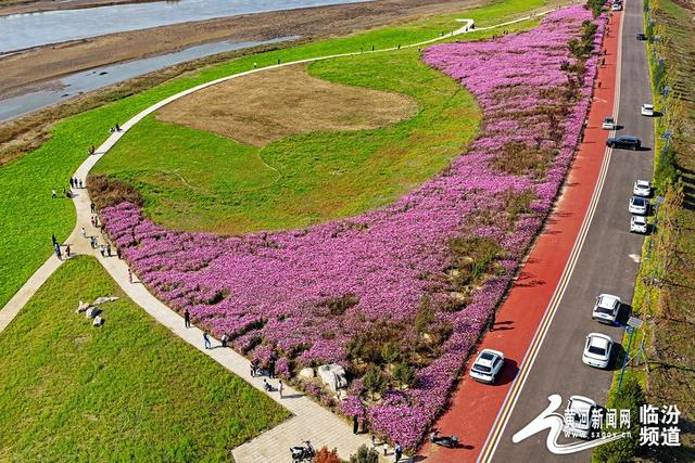 【视觉临汾】山西襄汾：波斯菊花开 美景醉游人