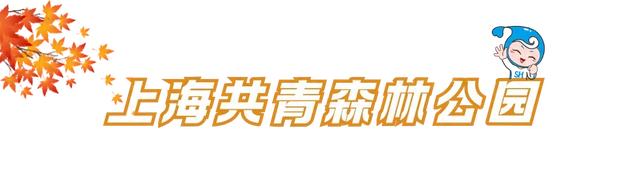 体荟四季｜秋日遛娃去哪？答案藏在这5座森林公园里