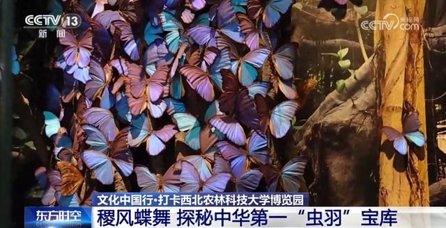 文化中国行丨探秘中华第一“虫羽”宝库 来这上一堂最生动自然课