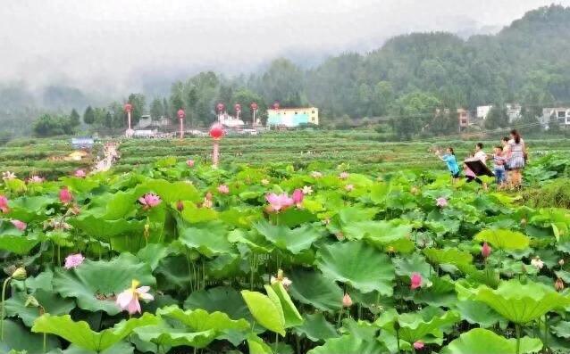 荷花：夏日一道靓丽的风景