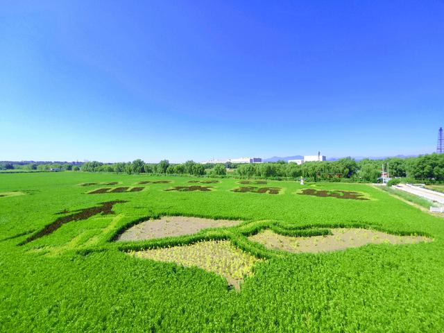 丰台佃起村的稻田画今年有点不一样