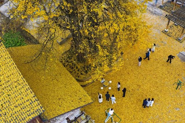 红丝乡：千年银杏“金甲”迎客来