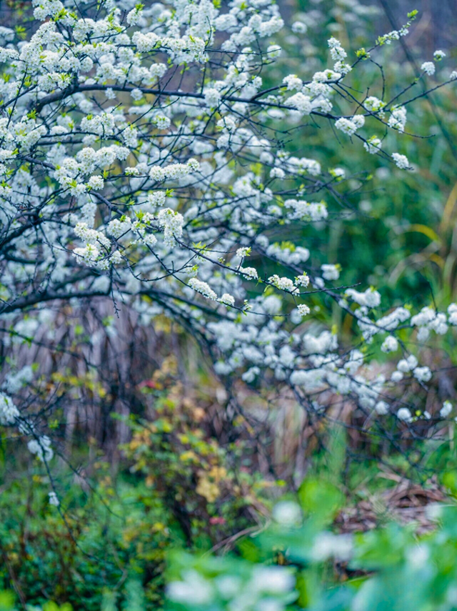 来这拿捏春天！李花、桃花、油菜花拍不完