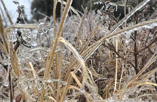 今年三九天太反常！老话“最怕三九暖”，背后藏着2个大麻烦
