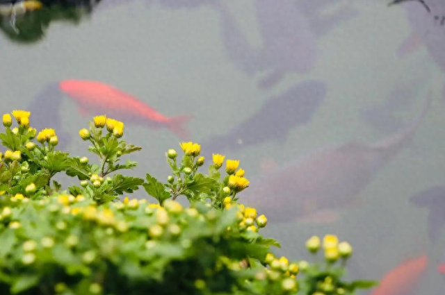 把桃花源当成动词