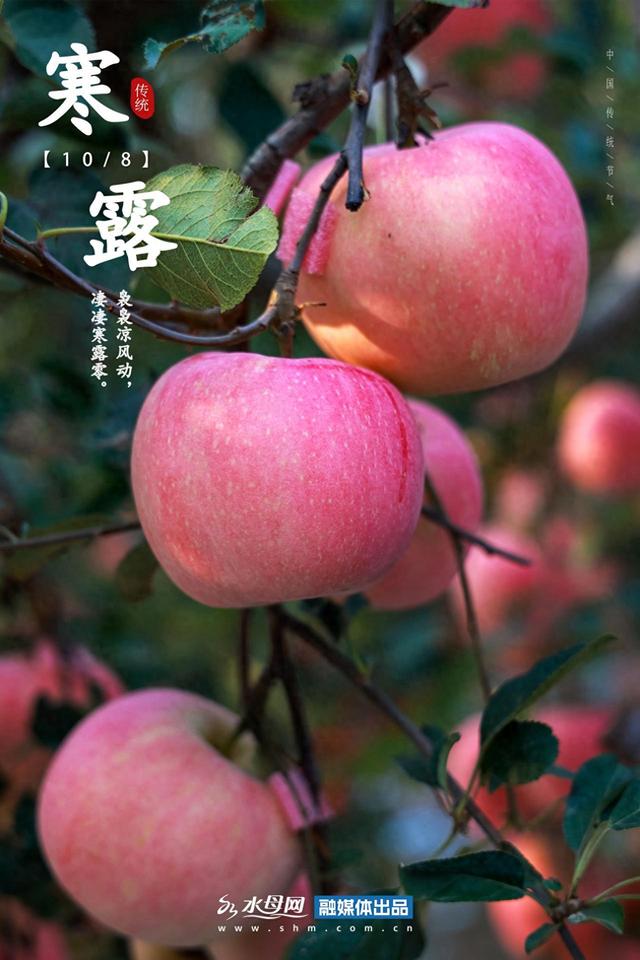 节气里的大美烟台｜寒露篇