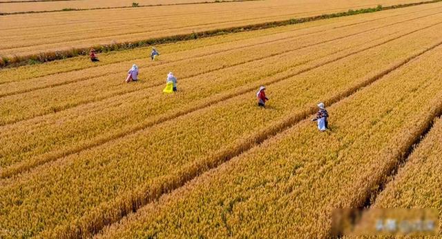 千万别大意！稻田里藏境外间谍，偷几粒种子竟能端14亿人饭碗？