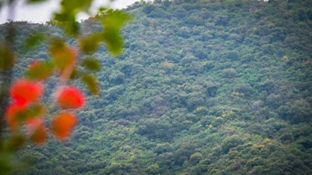 香山不止有红叶！香山公园推荐“慢游览”黄金路线