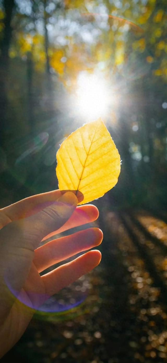 壁纸｜来去都是自由风 好运自会与我重逢