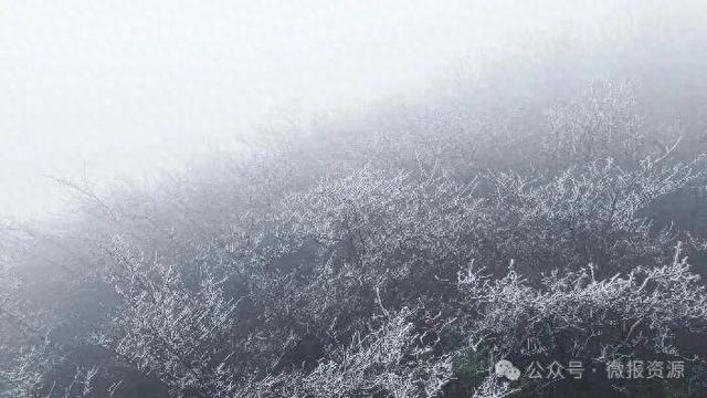 资源县隘门界雾凇持续绽放 8日前高海拔地区仍可邂逅“冰雪童话”