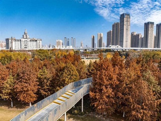 武汉常青公园全面开放露营区域，市民可享“红叶树下”悠闲时光