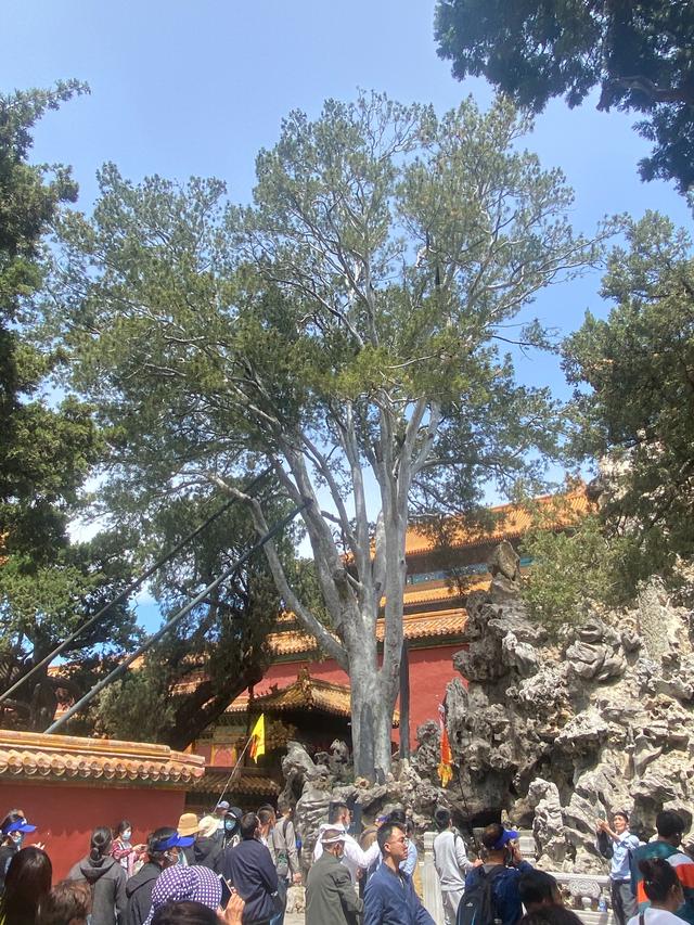 白皮松：才是皇家园林的终极审美