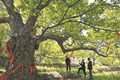 方耳峪寻踪：800年栗树王 红丝带里藏着古村故事