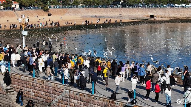 蓝天白云间“名场面”：海鸥翩跹，人鸥同乐