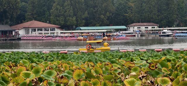 玉渊潭公园秋意正浓，美景如画