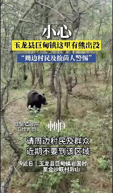 勿靠近！要去捡菌子的注意了，丽江这一片熊出没