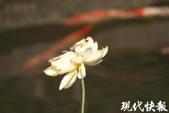 开了！“杏黄”并蒂莲摇风暗送香