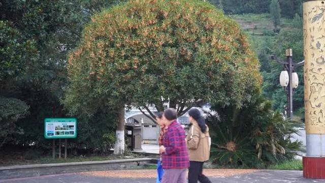 金秋九月，青川的桂花都开了，Pong香！