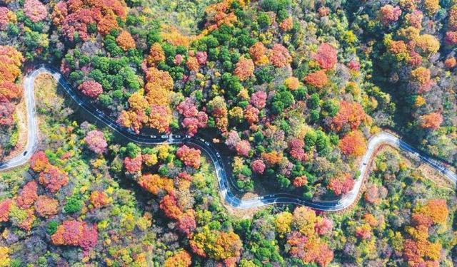 锦绣天府·安逸四川｜单日2.3万人次！广元旺苍县一片红叶催热生态游