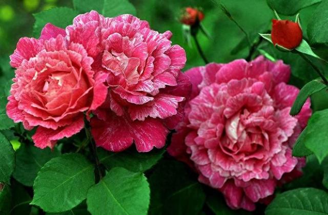 情感爆文：你的身影离我很远很远，声音却想在耳畔！