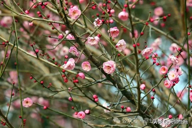 商丘日月湖梅花初绽，邀你共赴寻香之约