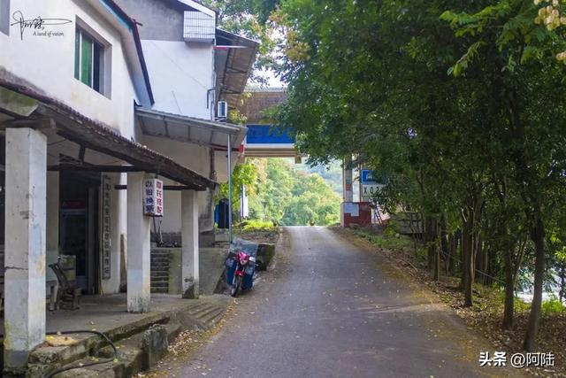 偶遇湖北最美县道，一路落花缤纷，松滋的全冠栾树名不虚传