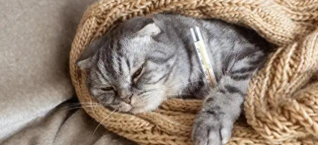 猫咪吐了怎么回事（猫咪吐了咋办4种原因要当心救命关键看这招）