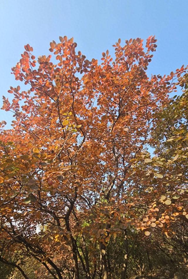 京郊红叶顶流已上线,这里已经美到窒息!避堵攻略速藏!