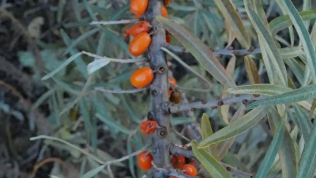 布尔津风沙中的生命之王