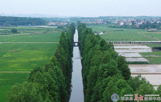祁东：水杉风景美如画 网红打卡等您来
