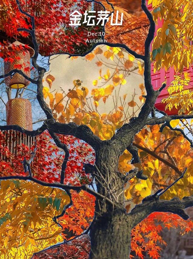 “植愈力”满分！金坛茅山秋冬植物大赏~