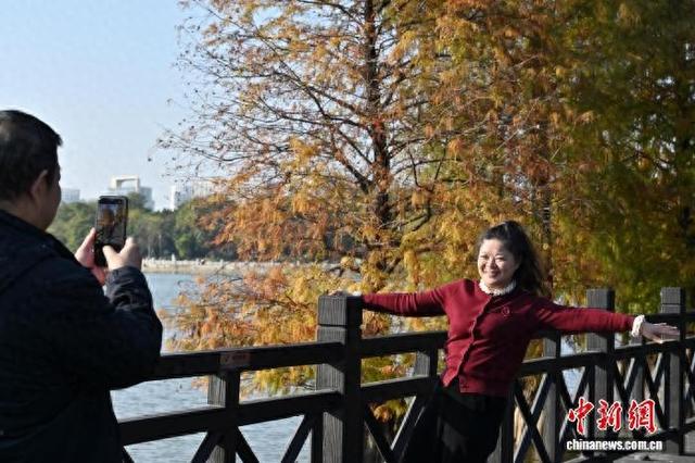 广州海珠湖公园落羽杉色彩斑斓添冬意