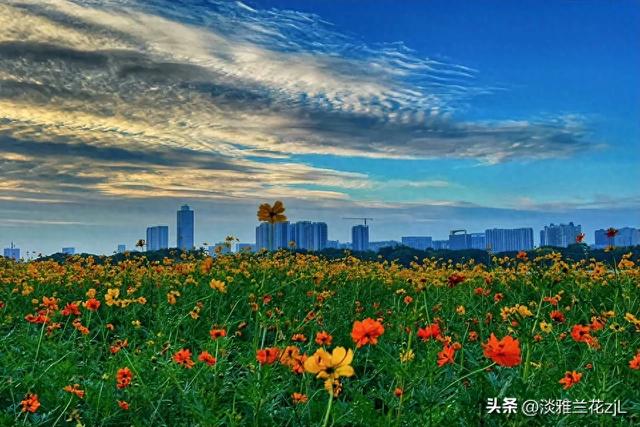 海珠湖公园秋日浪漫盛景 海珠湖公园秋日浪漫盛景