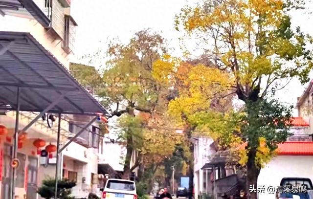 秋冬漫赏醉清欢——粤北九峰山村记