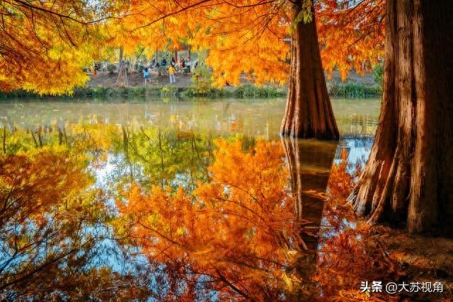 南京12月美到犯规！多个落羽杉打卡地+隐藏逛吃攻略，错过等一年
