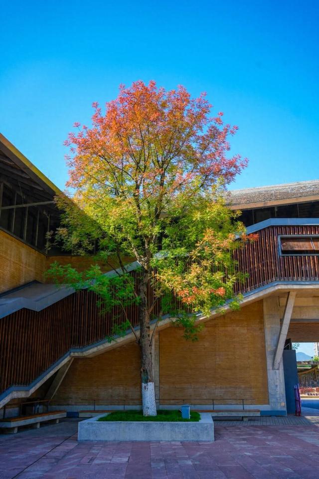 临安博物馆“彩虹树”进入最佳观赏期，一键收藏最美打卡攻略！