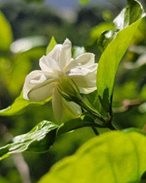 种花消消乐攻略（不管你信不信）
